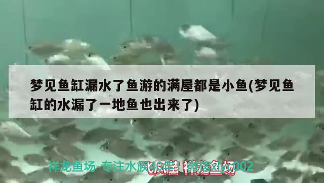 夢見魚缸漏水了魚游的滿屋都是小魚(夢見魚缸的水漏了一地魚也出來了) 祥龍超血紅龍魚