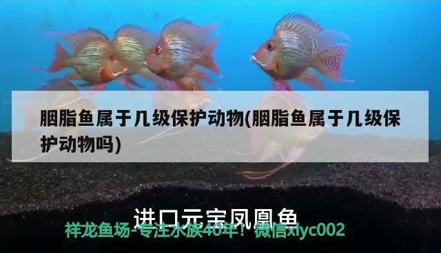 胭脂魚屬于幾級(jí)保護(hù)動(dòng)物(胭脂魚屬于幾級(jí)保護(hù)動(dòng)物嗎) 觀賞魚 第2張