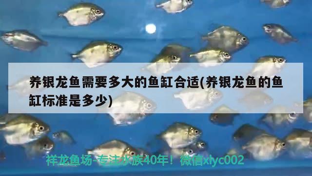 養(yǎng)銀龍魚需要多大的魚缸合適(養(yǎng)銀龍魚的魚缸標(biāo)準(zhǔn)是多少)