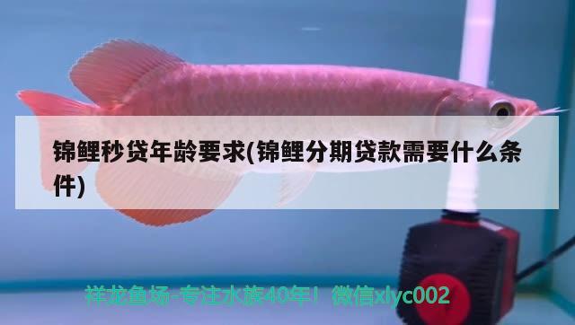 錦鯉秒貸年齡要求(錦鯉分期貸款需要什么條件) 觀賞魚