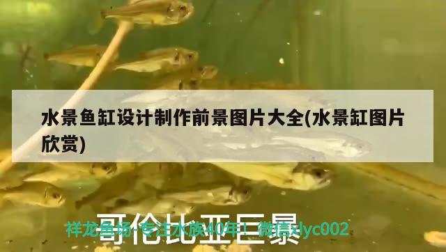 水景魚缸設(shè)計制作前景圖片大全(水景缸圖片欣賞)