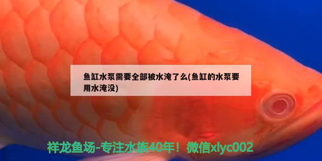 魚缸水泵需要全部被水淹了么(魚缸的水泵要用水淹沒)