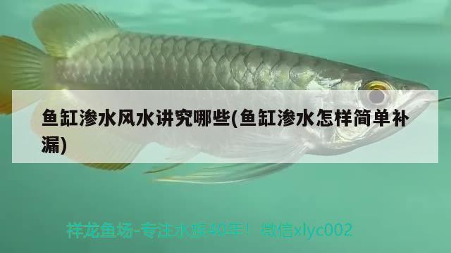 魚缸滲水風水講究哪些(魚缸滲水怎樣簡單補漏)