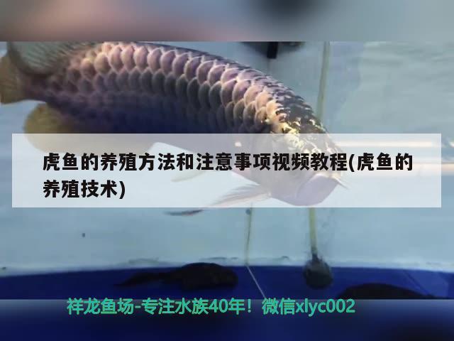 虎魚的養(yǎng)殖方法和注意事項(xiàng)視頻教程(虎魚的養(yǎng)殖技術(shù))