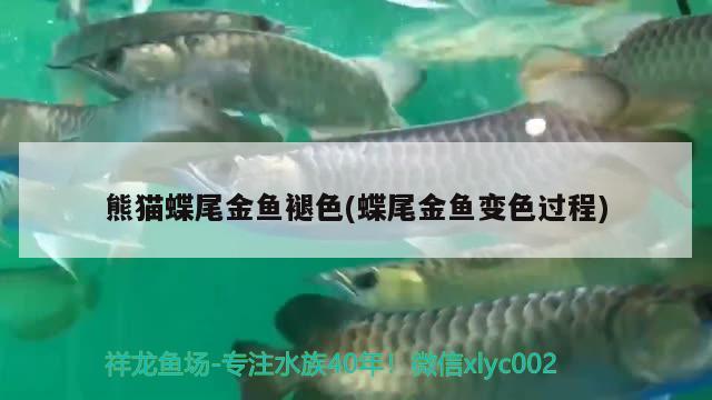 熊貓蝶尾金魚(yú)褪色(蝶尾金魚(yú)變色過(guò)程) 觀賞魚(yú)