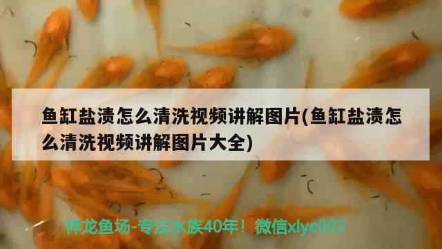 魚缸鹽漬怎么清洗視頻講解圖片(魚缸鹽漬怎么清洗視頻講解圖片大全)