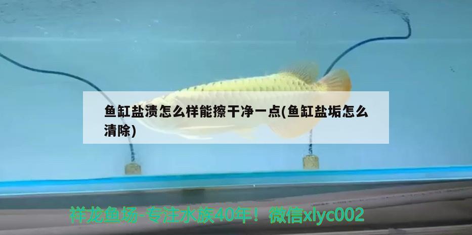 魚缸鹽漬怎么樣能擦干凈一點(diǎn)(魚缸鹽垢怎么清除)