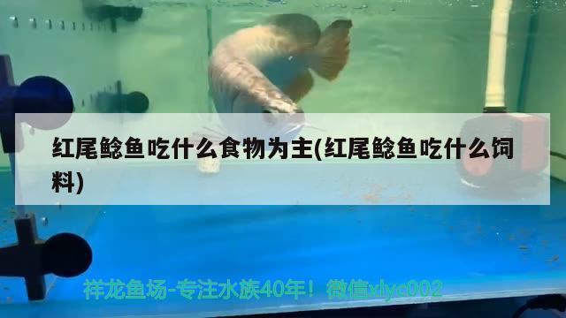 紅尾鯰魚吃什么食物為主(紅尾鯰魚吃什么飼料)