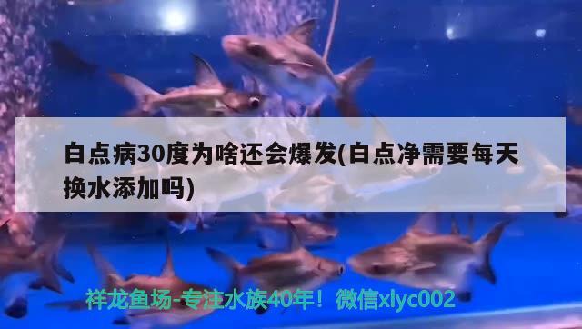 白點病30度為啥還會爆發(fā)(白點凈需要每天換水添加嗎)