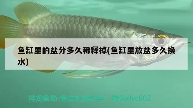 魚缸里的鹽分多久稀釋掉(魚缸里放鹽多久換水)