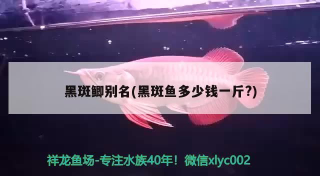 黑斑鯽別名(黑斑魚多少錢一斤?) 觀賞魚