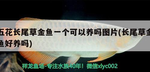 五花長尾草金魚一個可以養(yǎng)嗎圖片(長尾草金魚好養(yǎng)嗎) 觀賞魚