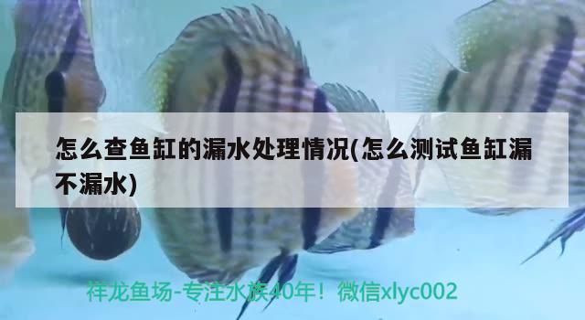 怎么查魚缸的漏水處理情況(怎么測(cè)試魚缸漏不漏水)