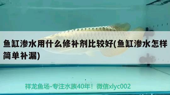 魚缸滲水用什么修補(bǔ)劑比較好(魚缸滲水怎樣簡單補(bǔ)漏)