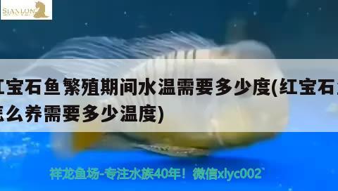 紅寶石魚繁殖期間水溫需要多少度(紅寶石魚怎么養(yǎng)需要多少溫度) 觀賞魚