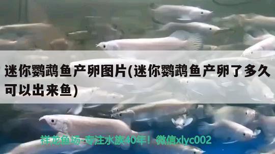 迷你鸚鵡魚產(chǎn)卵圖片(迷你鸚鵡魚產(chǎn)卵了多久可以出來魚)