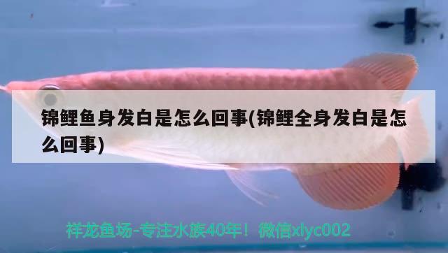 錦鯉魚身發(fā)白是怎么回事(錦鯉全身發(fā)白是怎么回事)