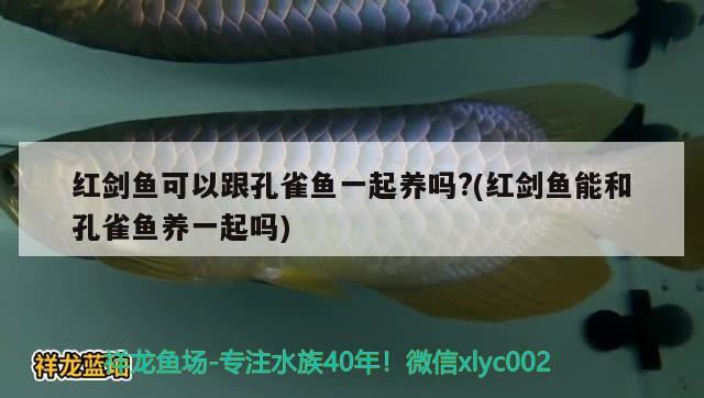 紅劍魚(yú)可以跟孔雀魚(yú)一起養(yǎng)嗎?(紅劍魚(yú)能和孔雀魚(yú)養(yǎng)一起嗎)