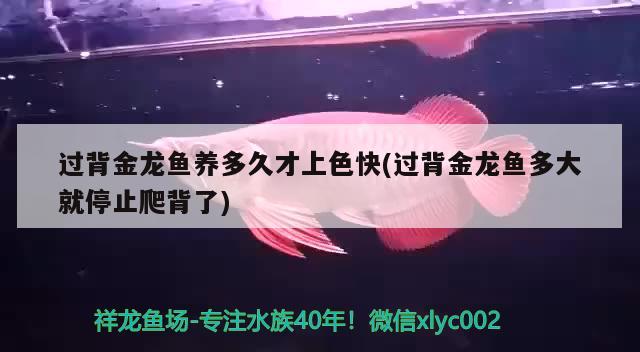 過背金龍魚養(yǎng)多久才上色快(過背金龍魚多大就停止爬背了)