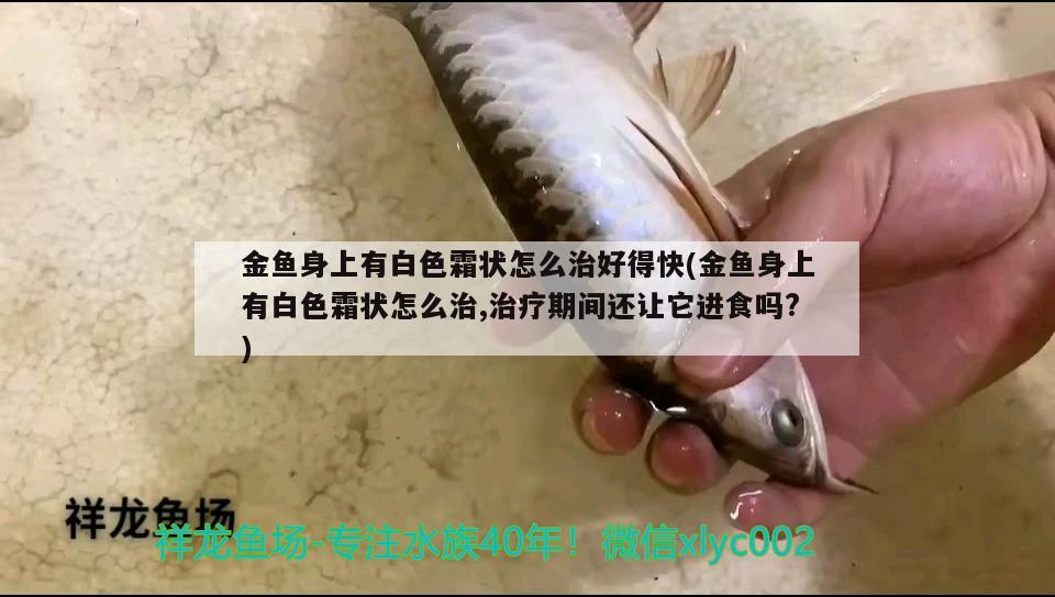 金魚身上有白色霜狀怎么治好得快(金魚身上有白色霜狀怎么治,治療期間還讓它進(jìn)食嗎?)