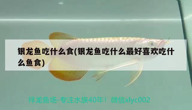 銀龍魚(yú)吃什么食(銀龍魚(yú)吃什么最好喜歡吃什么魚(yú)食) 銀龍魚(yú)百科