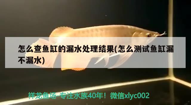 怎么查魚(yú)缸的漏水處理結(jié)果(怎么測(cè)試魚(yú)缸漏不漏水)