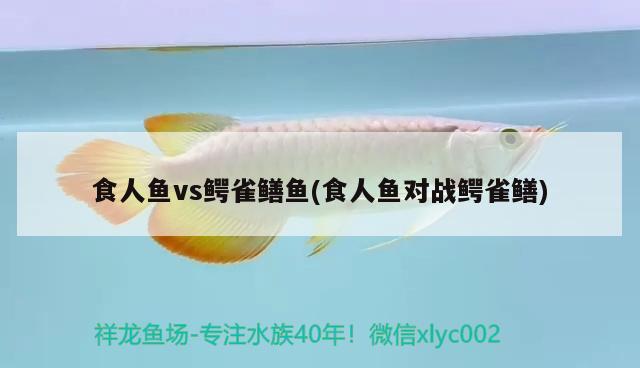 食人魚vs鱷雀鱔魚(食人魚對戰(zhàn)鱷雀鱔)