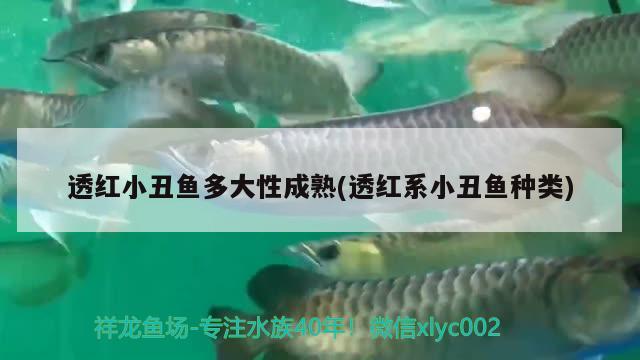 透紅小丑魚多大性成熟(透紅系小丑魚種類) 海水魚