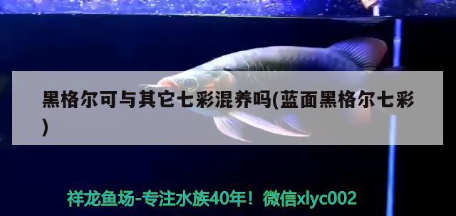 黑格爾可與其它七彩混養(yǎng)嗎(藍(lán)面黑格爾七彩) 觀賞魚