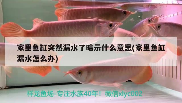 家里魚缸突然漏水了暗示什么意思(家里魚缸漏水怎么辦)