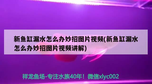 新魚缸漏水怎么辦妙招圖片視頻(新魚缸漏水怎么辦妙招圖片視頻講解)