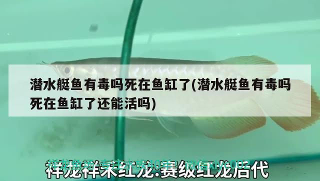 潛水艇魚有毒嗎死在魚缸了(潛水艇魚有毒嗎死在魚缸了還能活嗎)