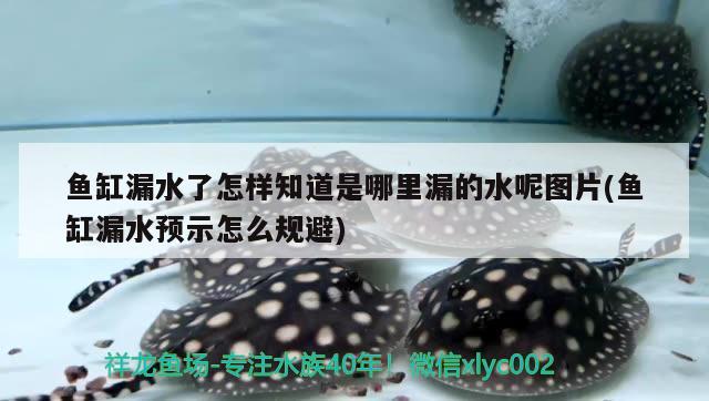 魚缸漏水了怎樣知道是哪里漏的水呢圖片(魚缸漏水預(yù)示怎么規(guī)避)