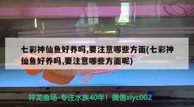 七彩神仙魚好養(yǎng)嗎,要注意哪些方面(七彩神仙魚好養(yǎng)嗎,要注意哪些方面呢)