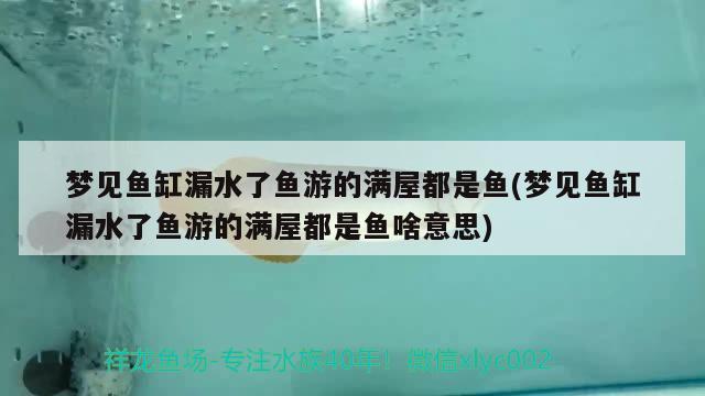 夢見魚缸漏水了魚游的滿屋都是魚(夢見魚缸漏水了魚游的滿屋都是魚啥意思) 魚缸凈水劑