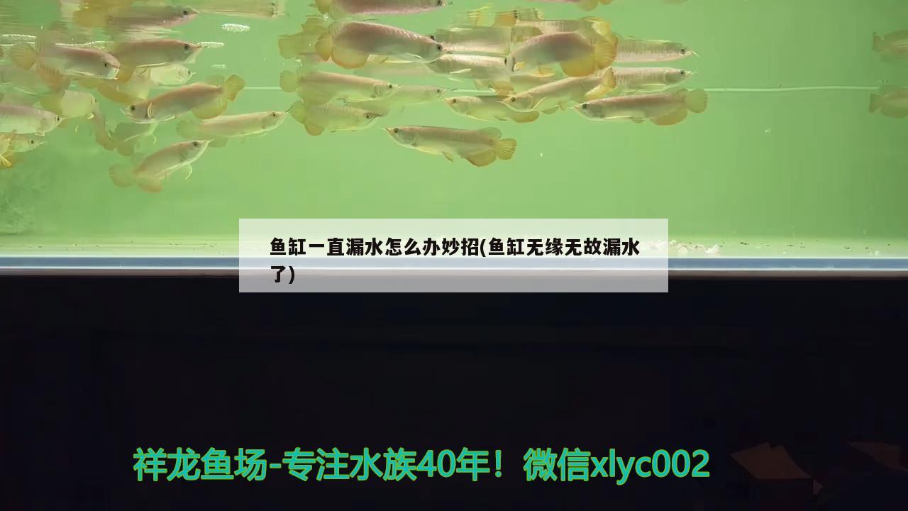 魚缸一直漏水怎么辦妙招(魚缸無緣無故漏水了) 帝王血鉆