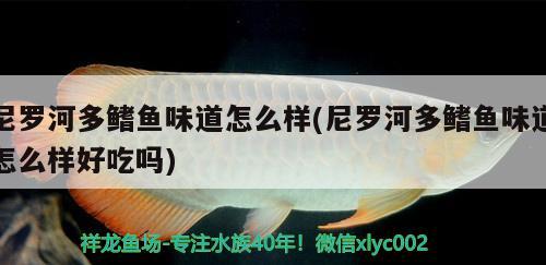 尼羅河多鰭魚味道怎么樣(尼羅河多鰭魚味道怎么樣好吃嗎) 觀賞魚