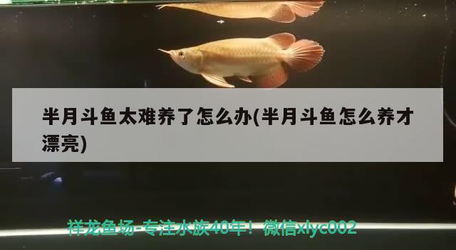 半月斗魚太難養(yǎng)了怎么辦(半月斗魚怎么養(yǎng)才漂亮)