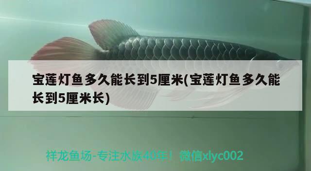 寶蓮燈魚多久能長到5厘米(寶蓮燈魚多久能長到5厘米長)