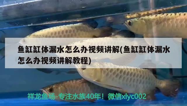 魚(yú)缸缸體漏水怎么辦視頻講解(魚(yú)缸缸體漏水怎么辦視頻講解教程)