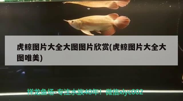 虎鯨圖片大全大圖圖片欣賞(虎鯨圖片大全大圖唯美)