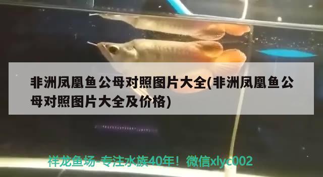 非洲鳳凰魚公母對照圖片大全(非洲鳳凰魚公母對照圖片大全及價格) 觀賞魚