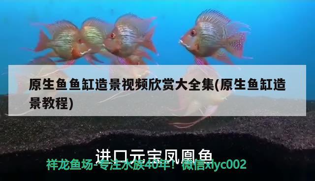 原生魚魚缸造景視頻欣賞大全集(原生魚缸造景教程)