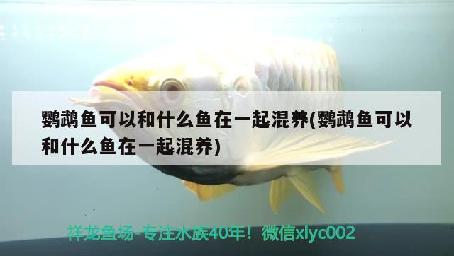 鸚鵡魚可以和什么魚在一起混養(yǎng)(鸚鵡魚可以和什么魚在一起混養(yǎng)) 鸚鵡魚