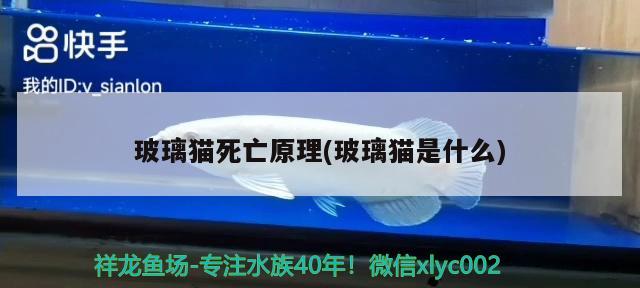 玻璃貓死亡原理(玻璃貓是什么) 觀賞魚