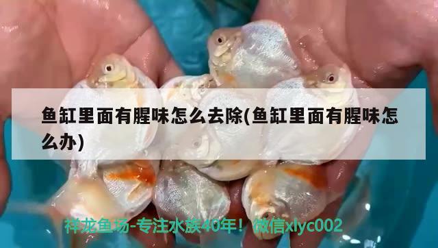 魚缸里面有腥味怎么去除(魚缸里面有腥味怎么辦) 潛水泵