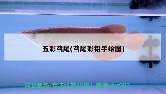 五彩鳶尾(鳶尾彩鉛手繪圖) 觀賞魚