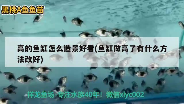 高的魚(yú)缸怎么造景好看(魚(yú)缸做高了有什么方法改好) 帝王迷宮 第2張