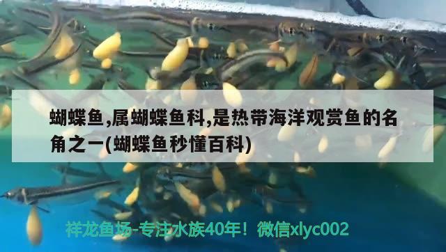 蝴蝶魚,屬蝴蝶魚科,是熱帶海洋觀賞魚的名角之一(蝴蝶魚秒懂百科)