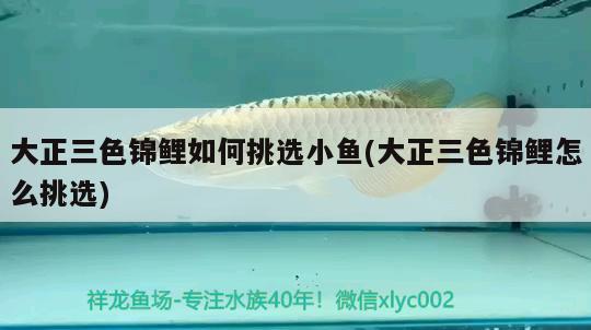 大正三色錦鯉如何挑選小魚(大正三色錦鯉怎么挑選)